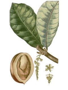 Terminalia catappa Indian Almond, Tropical Almond Tree